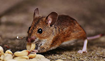 24 Hour & Emergency Exterminators in Harrisville, IN